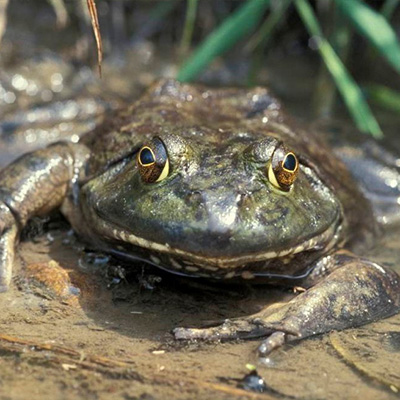 Frog Gigging